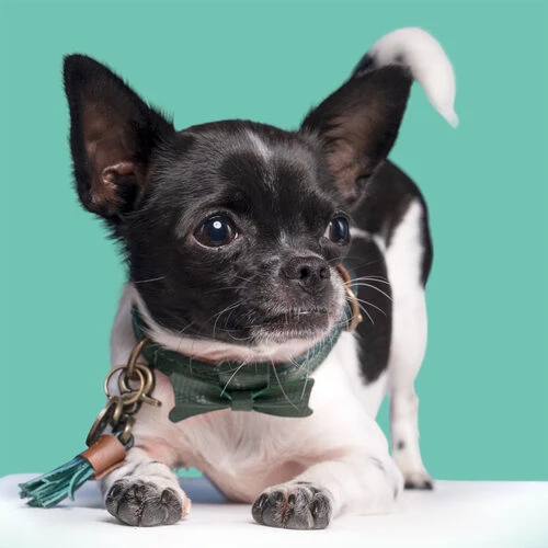 DWAM Halsband Bowie â Bild 4