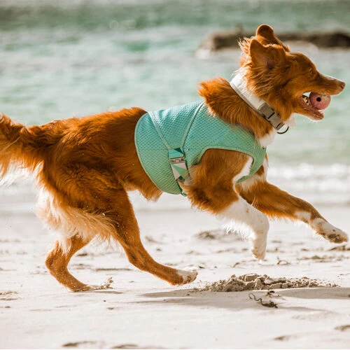 Hurtta Cooling Wrap - Hellblau â Bild 2