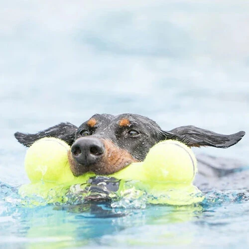 KONG AirDog Squeaker Bone â Bild 2