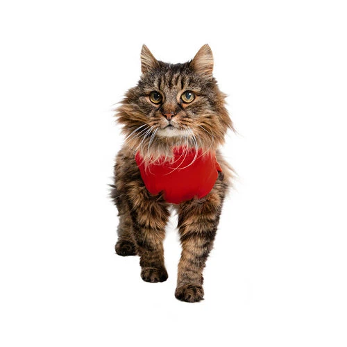 Medical Pet Shirt Katze â Bild 3