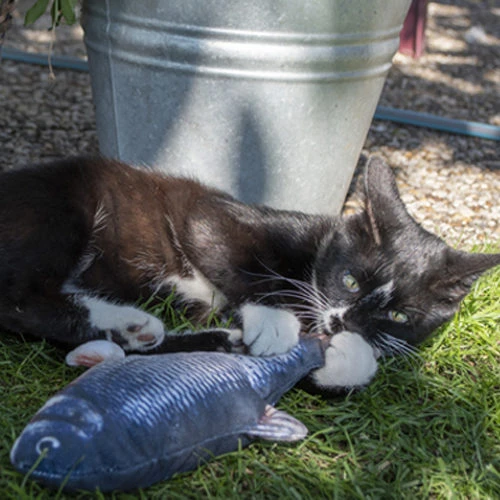 Robocat Lachs â Bild 5