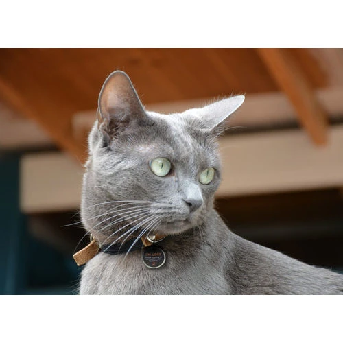 Spotted! Pro Dog & Cat â Bild 3