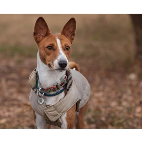 Spotted! Pro Dog & Cat â Bild 4